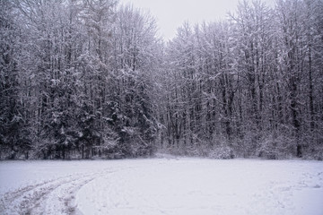 first snow in winter forest 