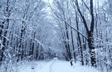 first snow in winter forest 