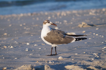 Seagulls on the beach
