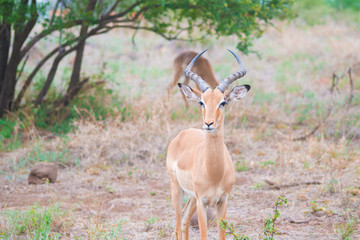 gazelle