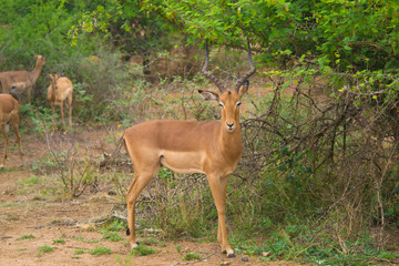 gazelle