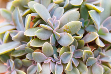 Obraz premium various types of succulent in flower pots in the greenhouse