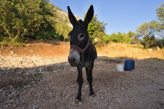 Portrait of the donkey taken in summer evening during the sunset in Croatia, one of baklan states on the Adriatic sea coast. Very popular working animal for farmers in small farms in countryside.