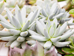beautiful succulent plant in greenhouse