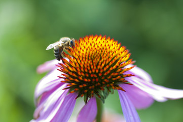yellow flowers in summer