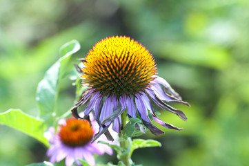 yellow flowers in summer