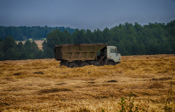 combine harvest in the field