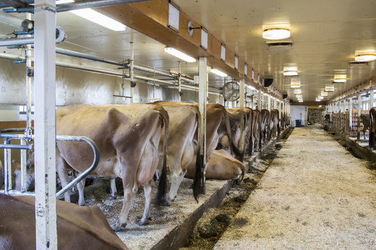 Cows In Stalls  In Milking Barn