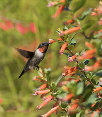 Fototapeta na wymiar Ruby-throated hummingbird, male