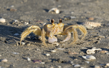 Atlantic ghost crab on sand, close up