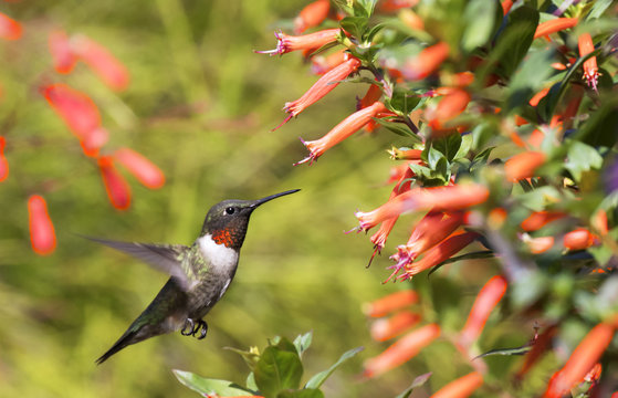 Ruby-throated hummingbird, male