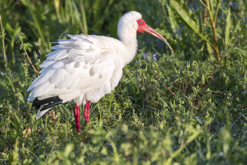 American white ibis at Brazos Bend State park