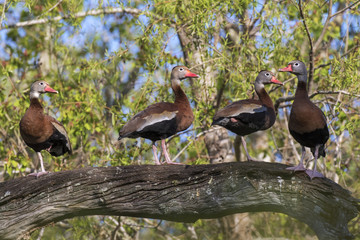 Black-bellied whistling ducks