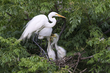 Great white heron with chicks