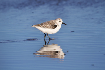 Sanderling Reflections In Blue Water