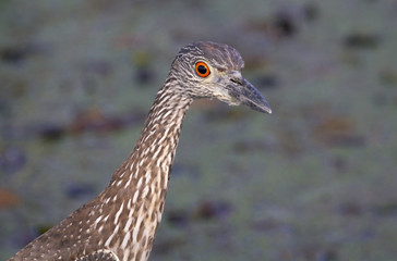 Portrait of yellow-crowned night heron