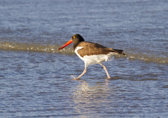 american oystercatcher