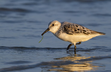 Sanderling with seaweeds