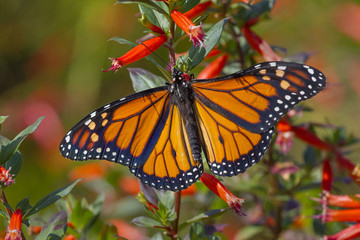 Fototapeta na wymiar Monarch butterfly closeup