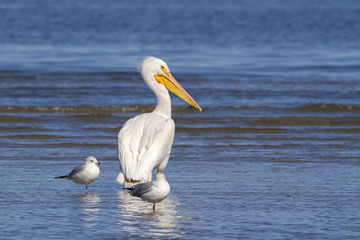 Fototapeta na wymiar American white pelican (Pelicanus erythrorhynchos) Stayin In Ocean