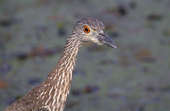 Portrait of yellow-crowned night heron