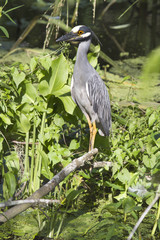 The yellow-crowned night heron