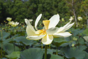 Yellow Lotus (Nelumbo Lutea) Flower