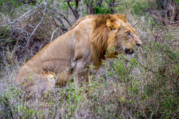 lion