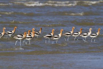 The American avocet