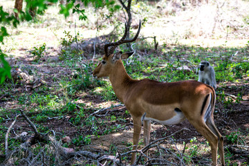 impala