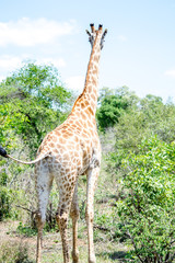 girafe