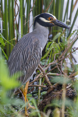 yellow-crowned night heron closeup
