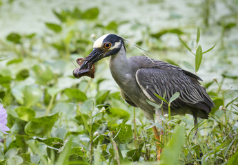 yellow-crowned night heron eating crowfish
