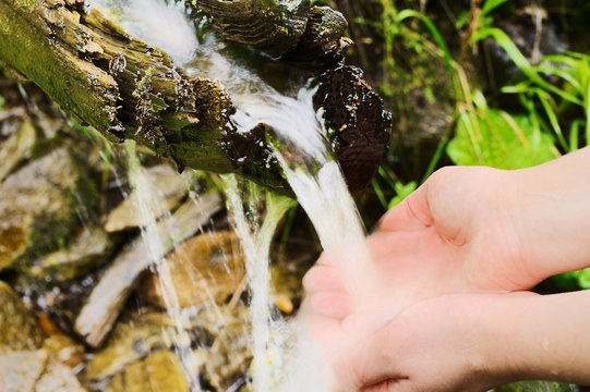 Wellspring flowing from wooden gutter in forest. Human hands taking pure, fresh, drinking water from natural source.