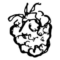 Monochrome black and white raspberry berry sketched line art vector