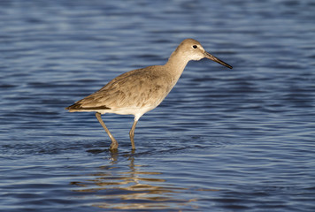 Walking willet looking for food