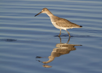 Walking willet looking for wormes relected in ocean
