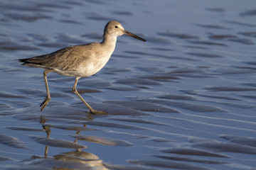 Walking willet