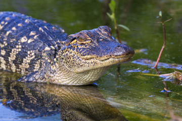 Young alligator at Brazos Bend State Park closeup