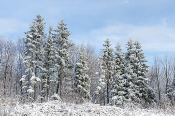 some pine under snow
