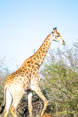 girafe