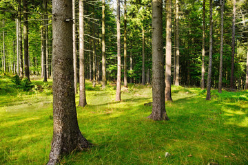 Tall Norway spruce picea abies trees in woodland. Spruces growing in evergreen coniferous forest in the Owl Mountains Landscape Park, Sudetes, Poland.