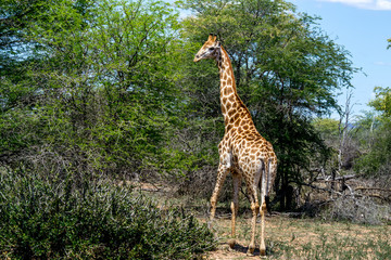 girafe