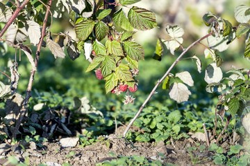 Raspberry fruit garden plant
