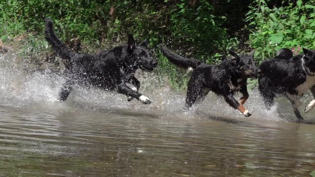 SLOW MOTION CLOSE UP Playful puppies with shiny black fur running in shallow river in green forest. River water splashing around as young dogs chase one another. Puppies enjoying summer in cold water.
