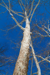 Winter Nature Landscape