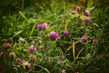 pink milk thistle flower in bloom in summer morning. Cross processed