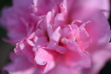 Close-up macro of a pink rose with edges of the petals producing an interesting vertical pattern using its lit and shadow areas shot from the top in daylight