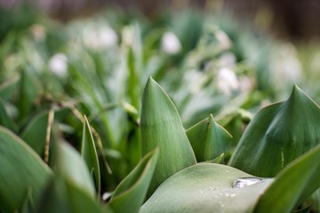 Obraz premium Garten