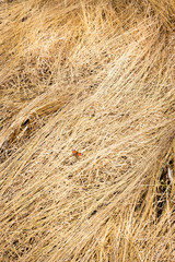 Versteckt im Stroh